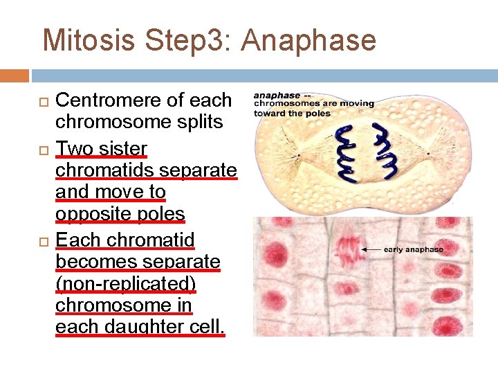 Mitosis Step 3: Anaphase Centromere of each chromosome splits Two sister chromatids separate and