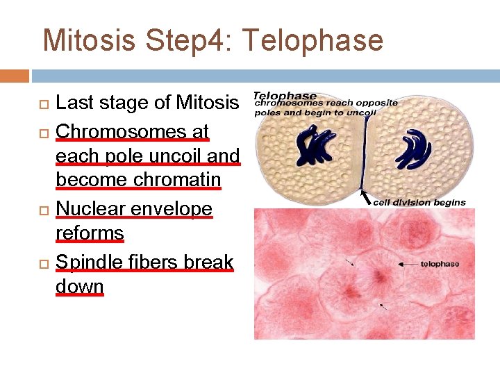 Mitosis Step 4: Telophase Last stage of Mitosis Chromosomes at each pole uncoil and