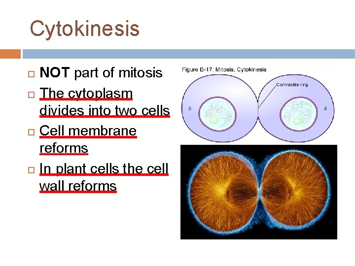 Cytokinesis NOT part of mitosis The cytoplasm divides into two cells Cell membrane reforms