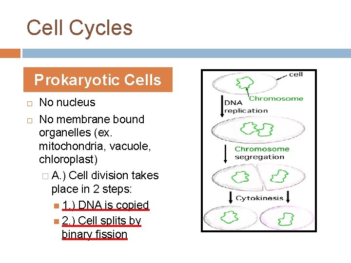 Cell Cycles Prokaryotic Cells No nucleus No membrane bound organelles (ex. mitochondria, vacuole, chloroplast)