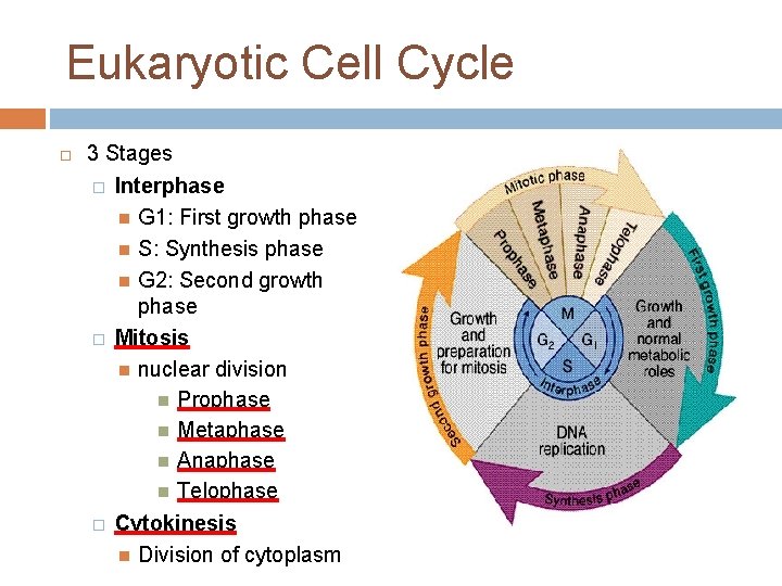 Eukaryotic Cell Cycle 3 Stages � Interphase G 1: First growth phase S: Synthesis