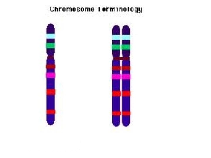 Centromere 