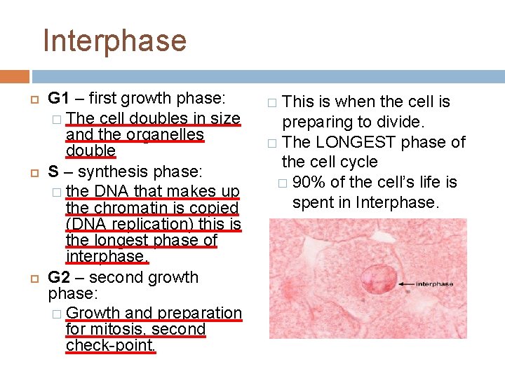 Interphase G 1 – first growth phase: � The cell doubles in size and