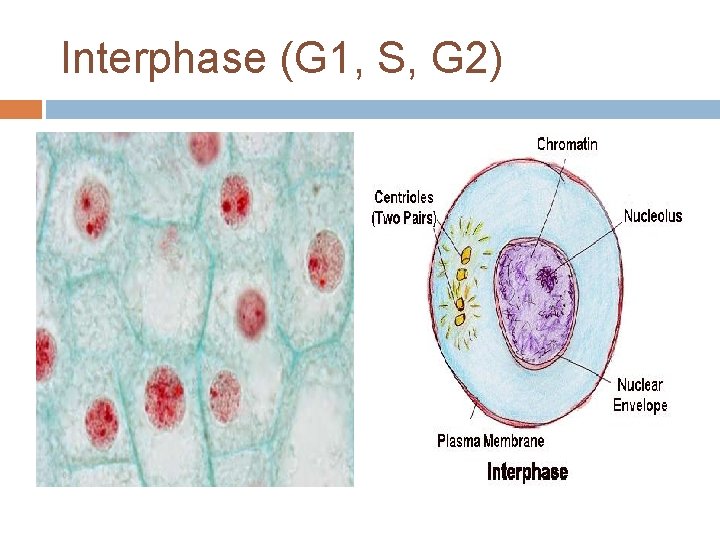 Interphase (G 1, S, G 2) 