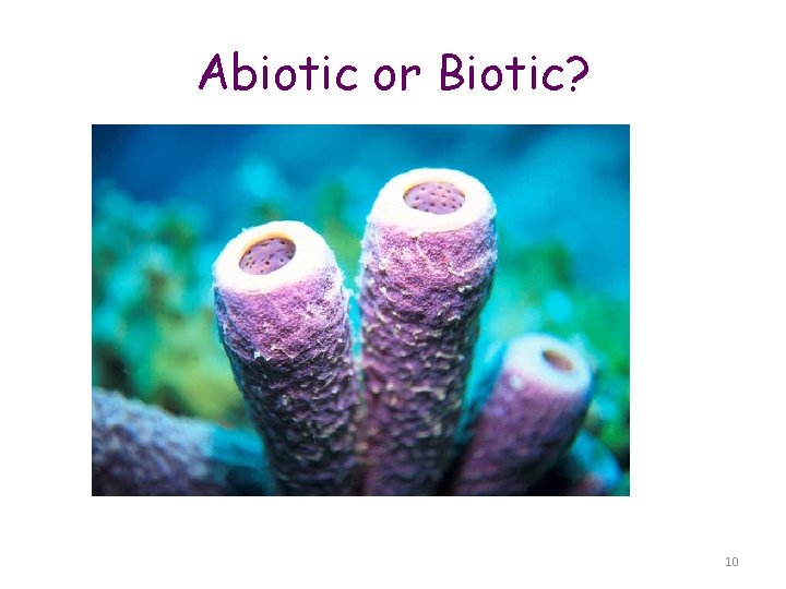Abiotic or Biotic? Biotic 10 