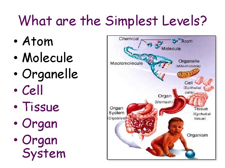 What are the Simplest Levels? • • Atom Molecule Organelle Cell Tissue Organ System