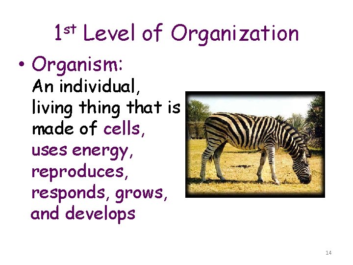 1 st Level of Organization • Organism: An individual, living that is made of