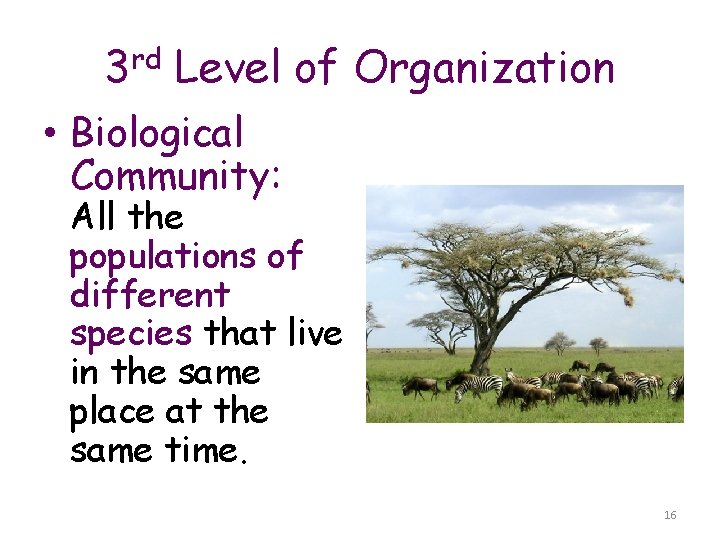 3 rd Level of Organization • Biological Community: All the populations of different species