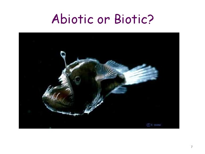 Abiotic or Biotic? Biotic 7 
