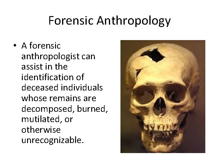Forensic Anthropology • A forensic anthropologist can assist in the identification of deceased individuals