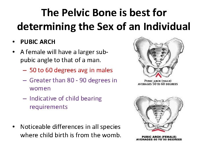 The Pelvic Bone is best for determining the Sex of an Individual • PUBIC