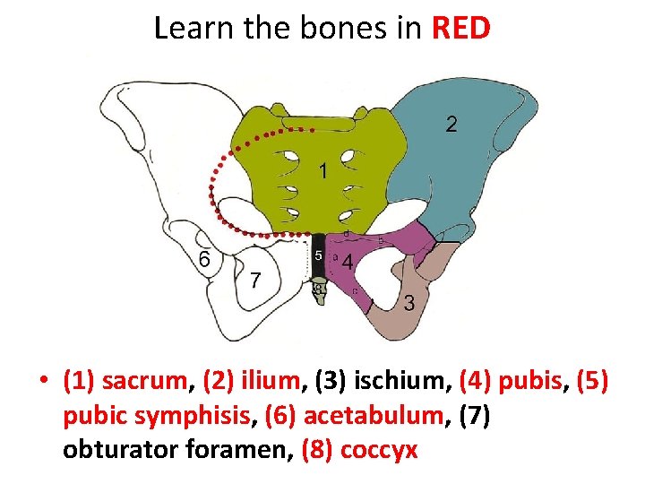 Learn the bones in RED • (1) sacrum, (2) ilium, (3) ischium, (4) pubis,