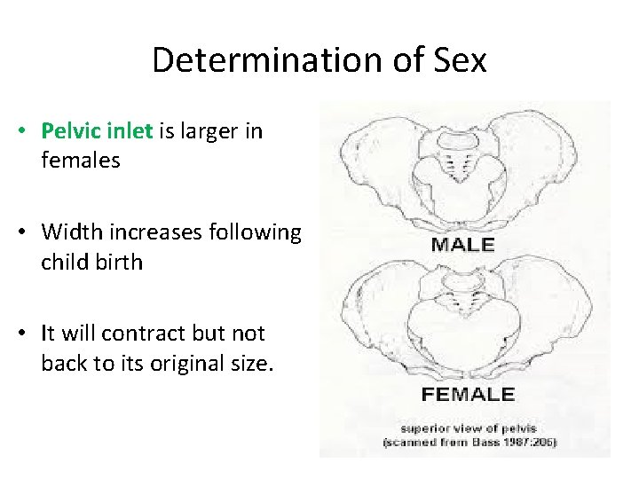 Determination of Sex • Pelvic inlet is larger in females • Width increases following