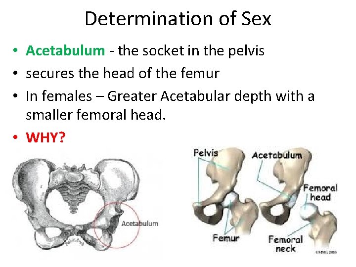 Determination of Sex • Acetabulum - the socket in the pelvis • secures the