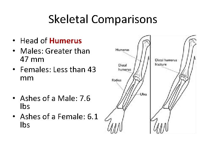 Skeletal Comparisons • Head of Humerus • Males: Greater than 47 mm • Females: