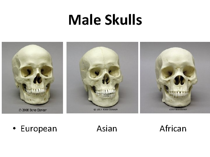 Male Skulls • European Asian African 