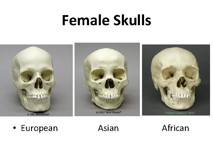 Female Skulls • European Asian African 