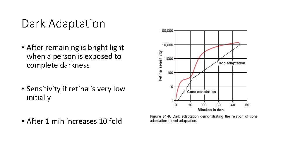 Dark Adaptation • After remaining is bright light when a person is exposed to