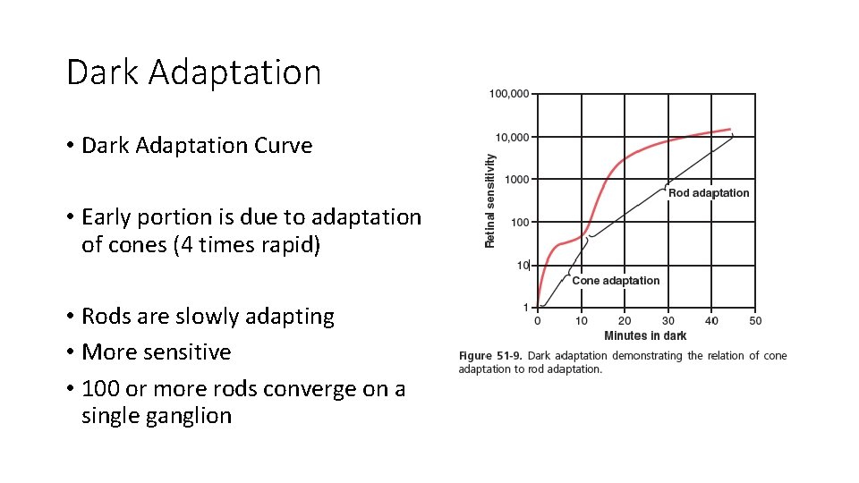 Dark Adaptation • Dark Adaptation Curve • Early portion is due to adaptation of