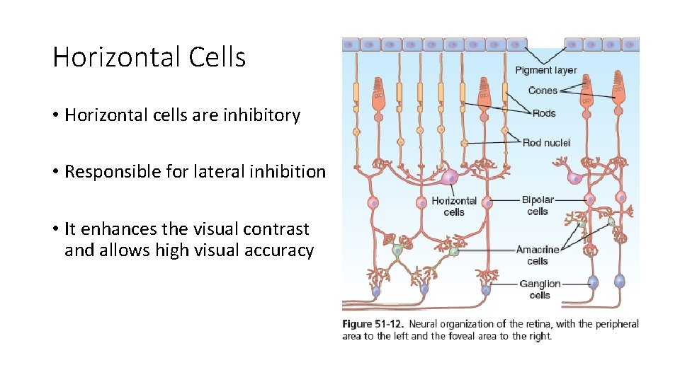 Horizontal Cells • Horizontal cells are inhibitory • Responsible for lateral inhibition • It