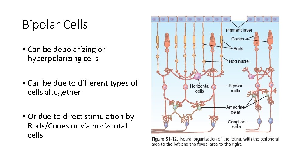 Bipolar Cells • Can be depolarizing or hyperpolarizing cells • Can be due to