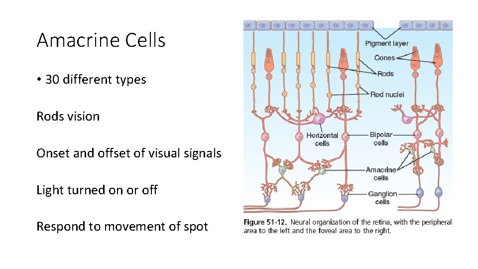 Amacrine Cells • 30 different types Rods vision Onset and offset of visual signals