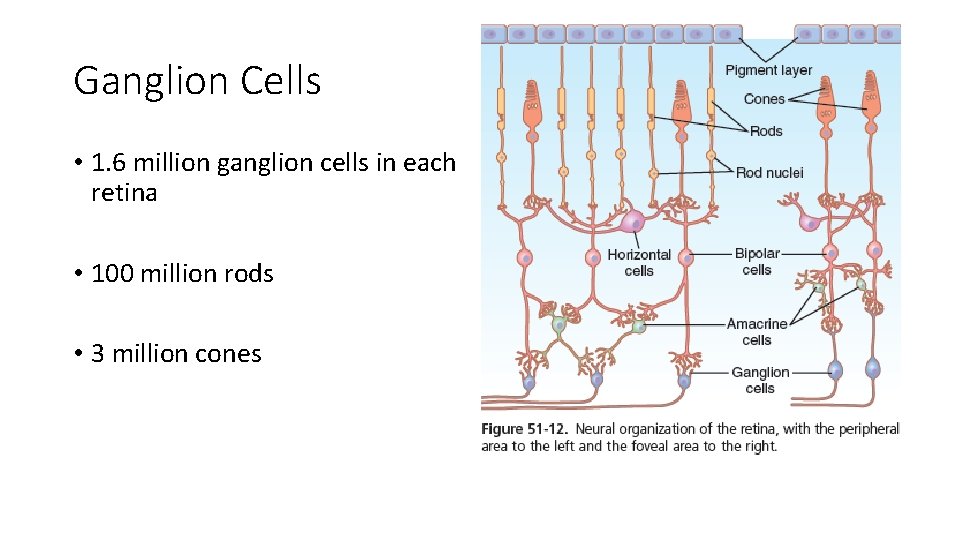Ganglion Cells • 1. 6 million ganglion cells in each retina • 100 million
