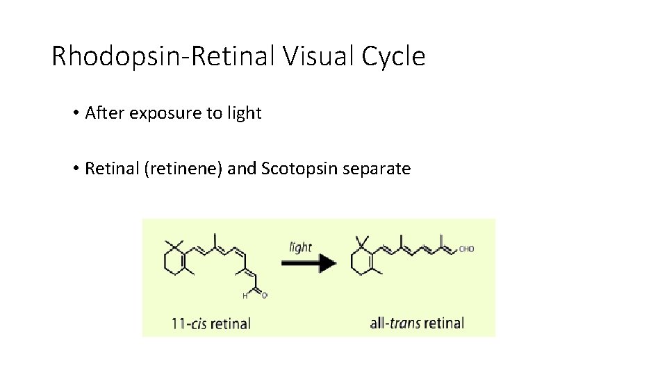 Rhodopsin-Retinal Visual Cycle • After exposure to light • Retinal (retinene) and Scotopsin separate