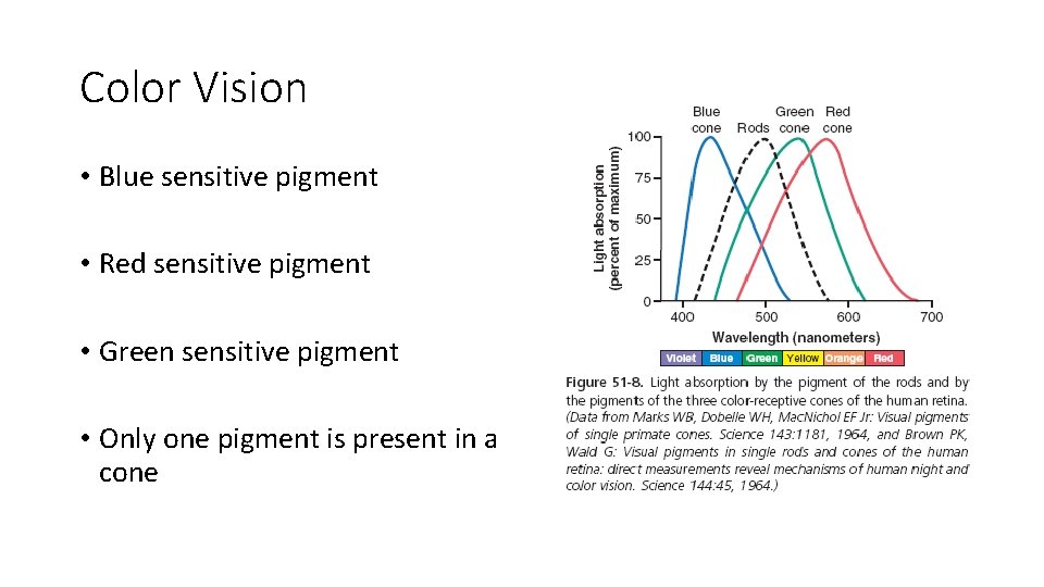 Color Vision • Blue sensitive pigment • Red sensitive pigment • Green sensitive pigment