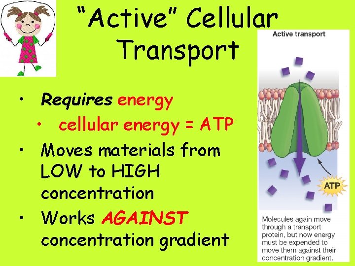 “Active” Cellular Transport • Requires energy • cellular energy = ATP • Moves materials