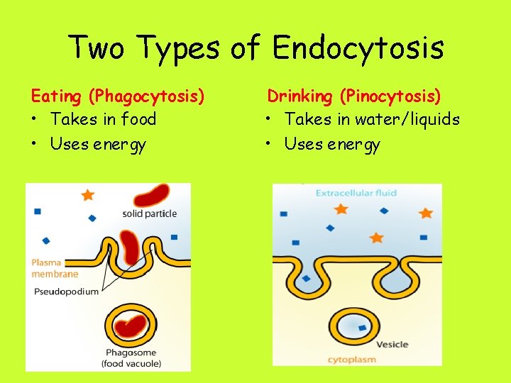 Two Types of Endocytosis Eating (Phagocytosis) • Takes in food • Uses energy Drinking