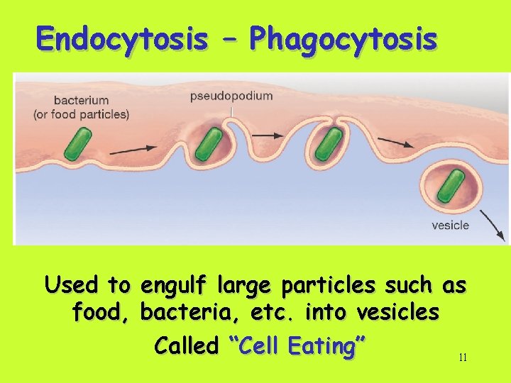 Endocytosis – Phagocytosis Used to engulf large particles such as food, bacteria, etc. into