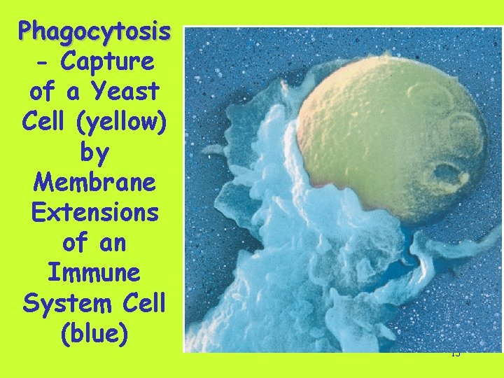 Phagocytosis - Capture of a Yeast Cell (yellow) by Membrane Extensions of an Immune