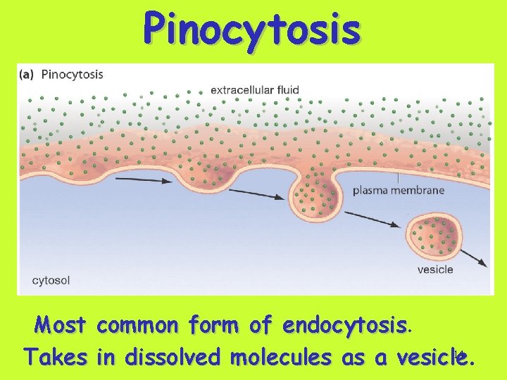 Pinocytosis Most common form of endocytosis 14 Takes in dissolved molecules as a vesicle.