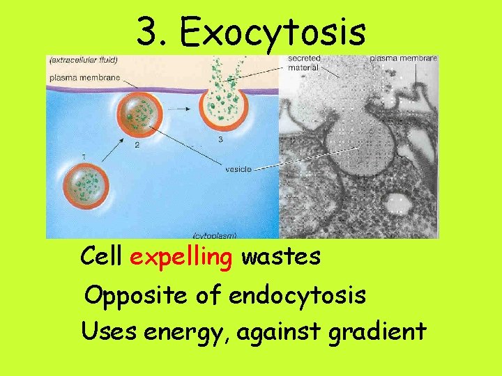 3. Exocytosis Cell expelling wastes Opposite of endocytosis Uses energy, against gradient 