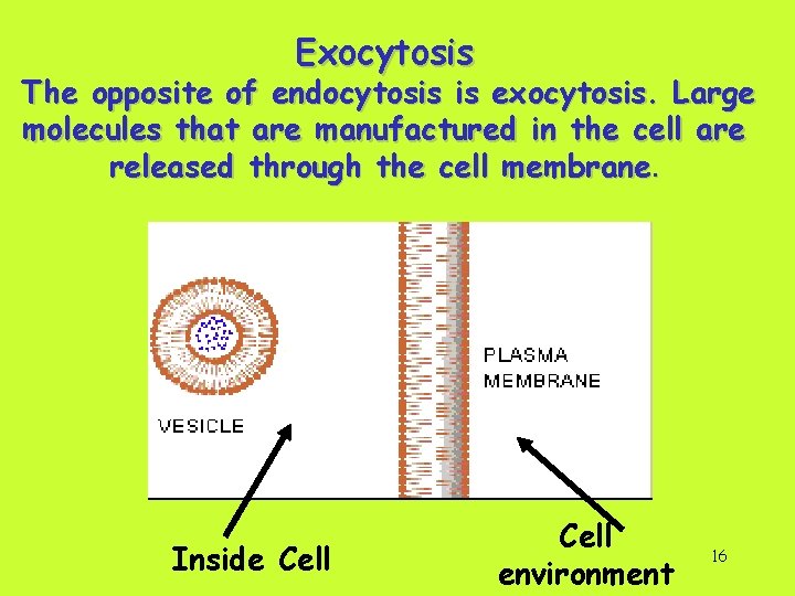 Exocytosis The opposite of endocytosis is exocytosis. Large molecules that are manufactured in the