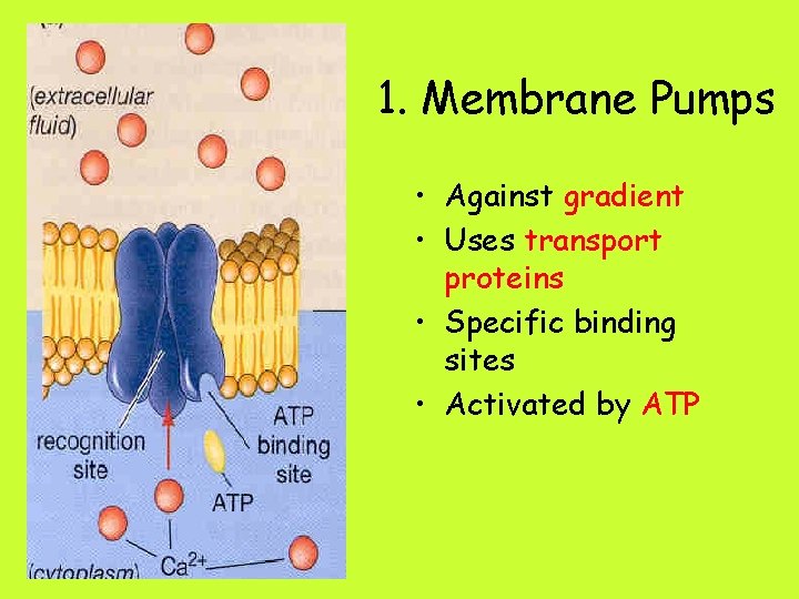 1. Membrane Pumps • Against gradient • Uses transport proteins • Specific binding sites