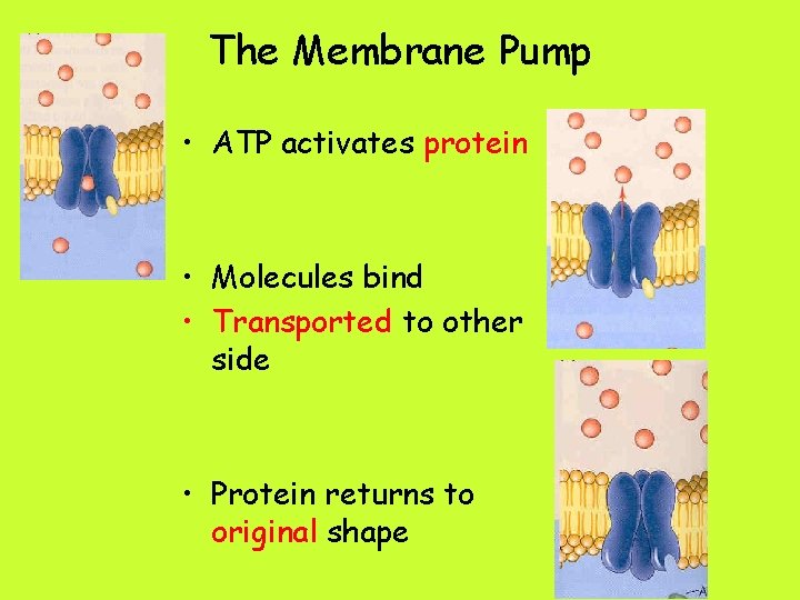 The Membrane Pump • ATP activates protein • Molecules bind • Transported to other