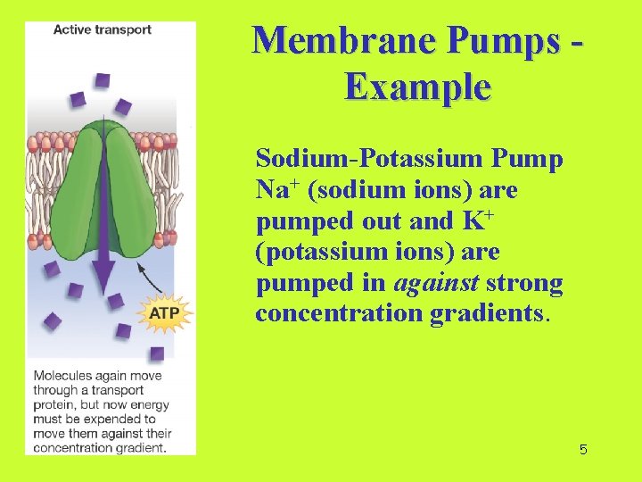 Membrane Pumps Example Sodium-Potassium Pump Na+ (sodium ions) are pumped out and K+ (potassium