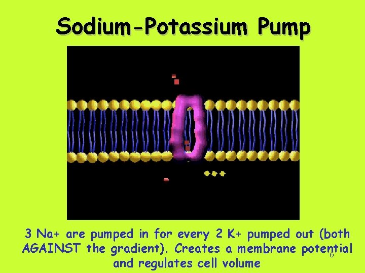 Sodium-Potassium Pump 3 Na+ are pumped in for every 2 K+ pumped out (both