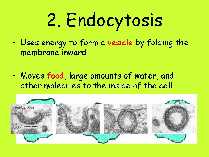 2. Endocytosis • Uses energy to form a vesicle by folding the membrane inward