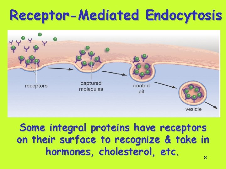 Receptor-Mediated Endocytosis Some integral proteins have receptors on their surface to recognize & take
