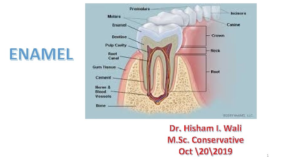 ENAMEL Dr. Hisham I. Wali M. Sc. Conservative Oct 202019 1 