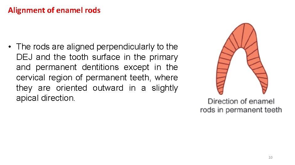 Alignment of enamel rods • The rods are aligned perpendicularly to the DEJ and