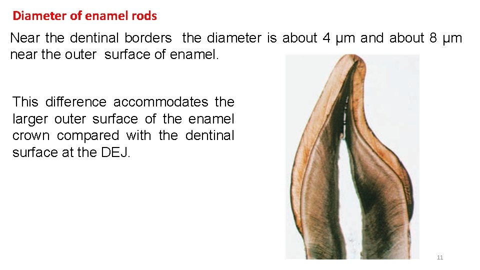 Diameter of enamel rods Near the dentinal borders the diameter is about 4 μm