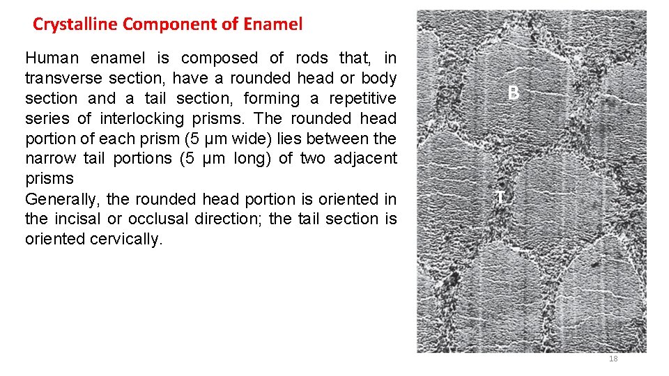 Crystalline Component of Enamel Human enamel is composed of rods that, in transverse section,