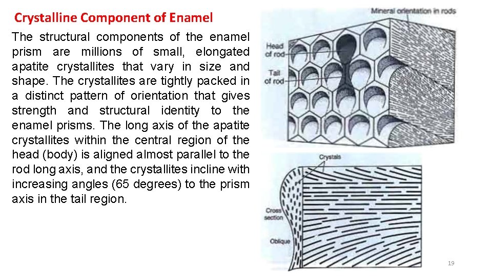 Crystalline Component of Enamel The structural components of the enamel prism are millions of