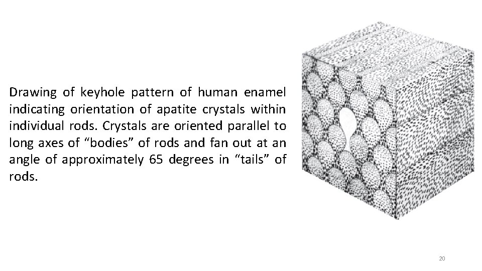 Drawing of keyhole pattern of human enamel indicating orientation of apatite crystals within individual