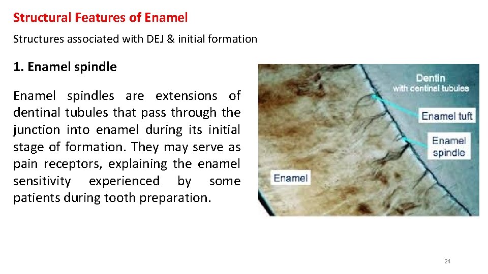 Structural Features of Enamel Structures associated with DEJ & initial formation 1. Enamel spindles