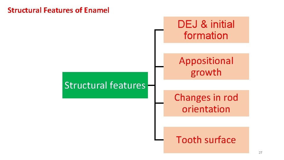 Structural Features of Enamel DEJ & initial formation Structural features Appositional growth Changes in